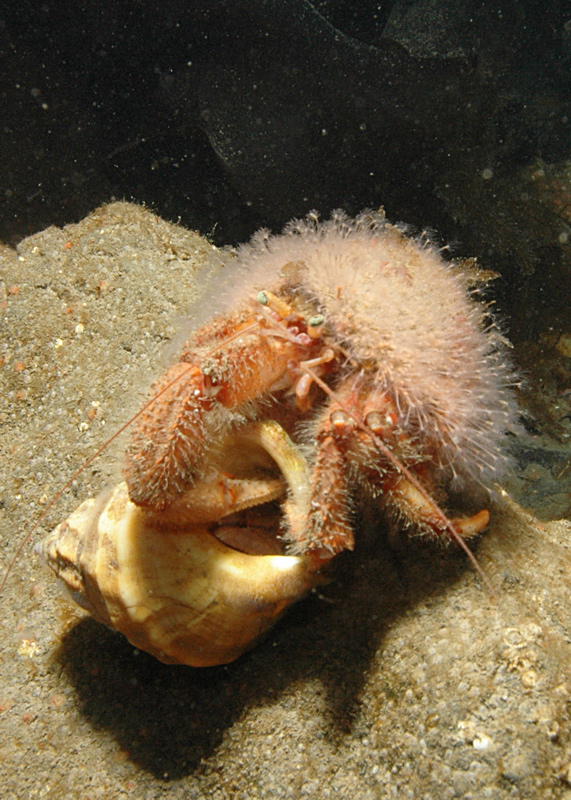 Crab (picture by Linda Ashmore)